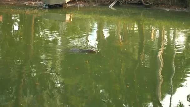Monitor Lizard Lumpini Park Bangkok Water Swimming — стоковое видео