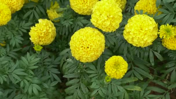 Beautiful Yellow Flowers Thailand National Park Lumpini Park Bangkok — Stock video