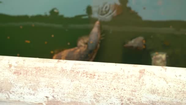 Monitor Lizard Lumpini Park Bangkok Water Swimming — стоковое видео