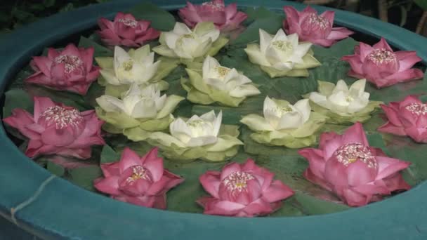 Beautiful Water Lotus Flowers Thailand Jim Thompson Museum — Vídeo de Stock