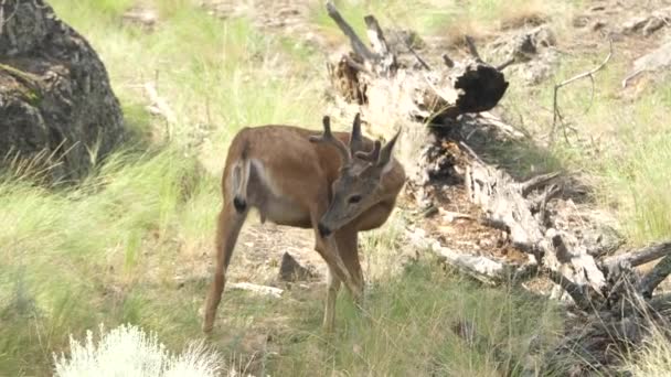 Giovane Bruco Ferma Mangiare Erba — Video Stock