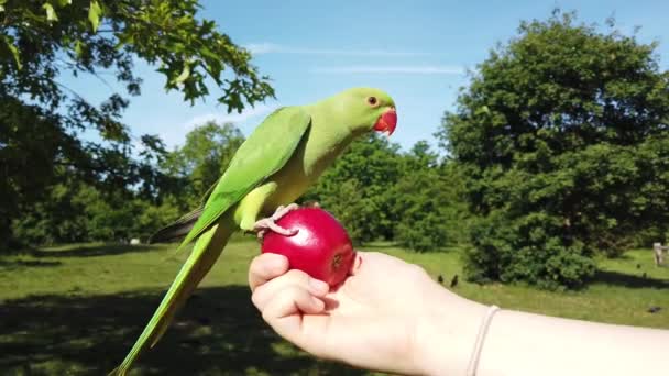 London Rose Ringed Necked Parakeet Psittacula Krameri Feeding Apple Held — стоковое видео