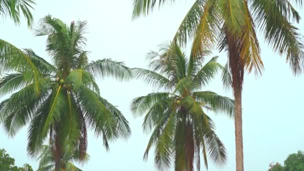 Tropical Rain Drops Falling Palm Trees Daytime Moonsoon Tropic — Stockvideo