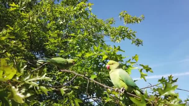 London Rose Ringed Necked Parakeet Psittacula Krameri Feeding Apple Held — Stockvideo