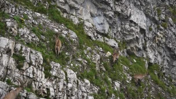 Herd Alpine Ibex Capricorn Standing Steep Cliff Capra Ibex — 图库视频影像