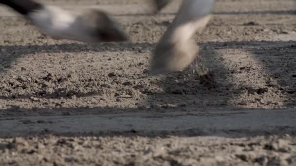 Slow Motion Close Horse Feet Running Dirt — Stockvideo