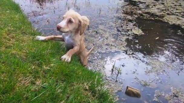 Cute Adorable Cockaspaniel Puppy Dog Eats Seaweed Lake Summer Yorkshire — Video