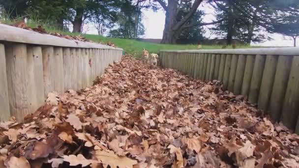Cute Puppy Dogs Run Autumn Leaves Slow Motion — стоковое видео