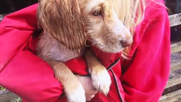 Cute Wet Cold Cockaspaniel Puppy Held Owner Shivering Swimming Lake — Stock videók