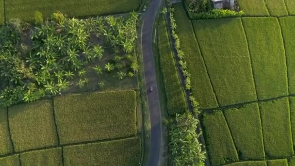 Aerial Shot Follows Motorbike Driving Road Elevates Reveals Heading Ocean — Stockvideo