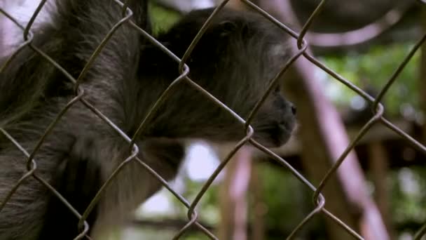 Spider Monkeys Cage Middle Jungle South Mexico — Stock Video