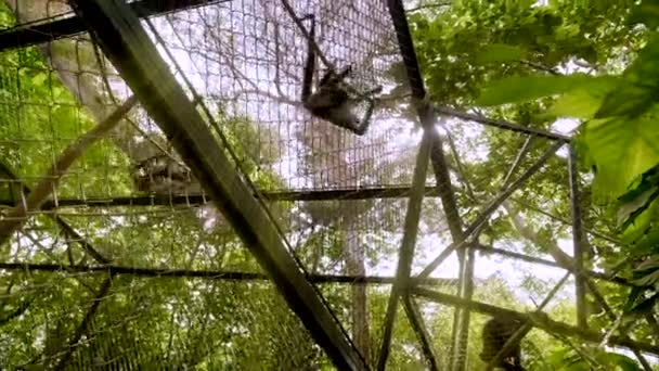 Spider Monkeys Cage Middle Jungle South Mexico — Wideo stockowe