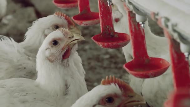Drinking Water Modern Chicken Farm Latin America Poultry — Stock videók