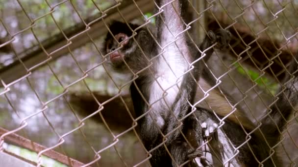 Spider Monkeys Cage Middle Jungle South Mexico — стокове відео