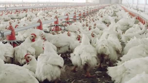 Modern Chicken Farm Latin America Poultry — Stockvideo