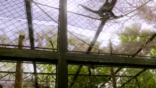 Spider Monkeys Cage Middle Jungle South Mexico — 图库视频影像