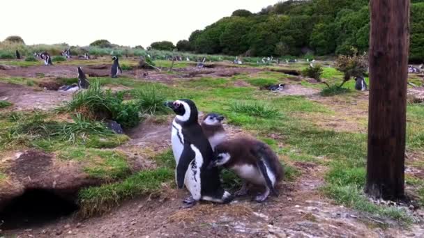 Pair Penguins Island Summer — Video Stock