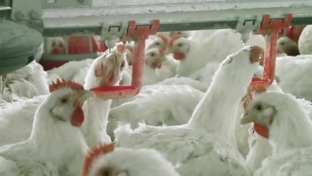 Modern Chicken Farm Latin America Poultry — Stockvideo