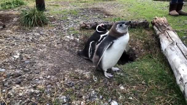 Penguin Family Chilling Nest — Video Stock