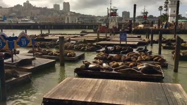 Hundreds Sea Lions Chilling Platform — ストック動画