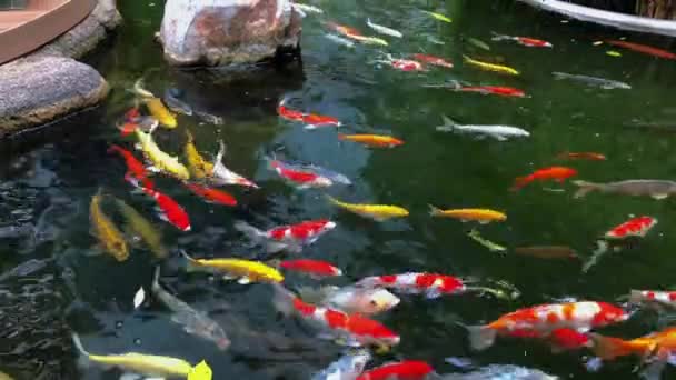 School Koi Fish Swimming Pond — Stockvideo