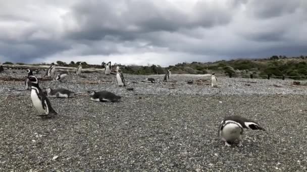 Walking Penguins Beach Summer Martillo Island Ushuaia Argentina — Stock Video