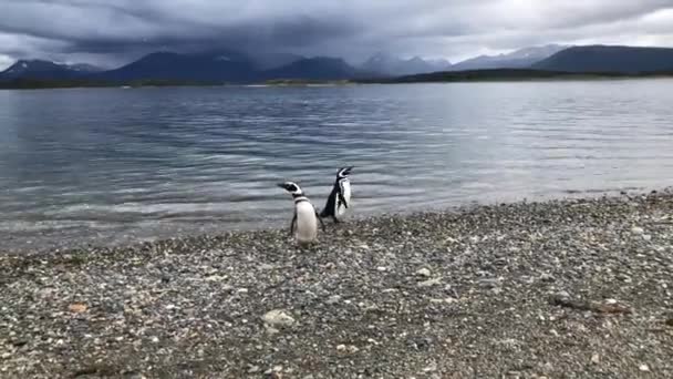 Walking Penguins Beach Summer Martillo Island Ushuaia Argentina — Stock video