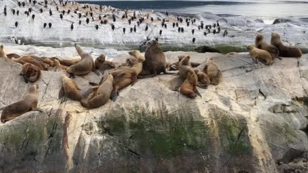 Sea Lions Island Interaction Alpha Male Other Sea Lions — Video