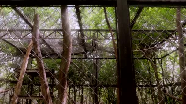SPIDER MONKEYS IN A CAGE IN THE MIDDLE OF THE JUNGLE IN SOUTH MEXICO