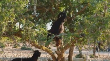 Dark Moroccan goat climbing on the branches of argan tree, Morocco