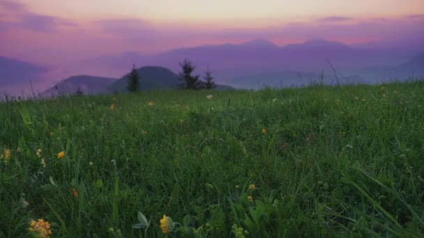 Focus Transition Beautiful Green Meadow Sunrise Mountain Silhouettes Background Velka — Vídeo de Stock