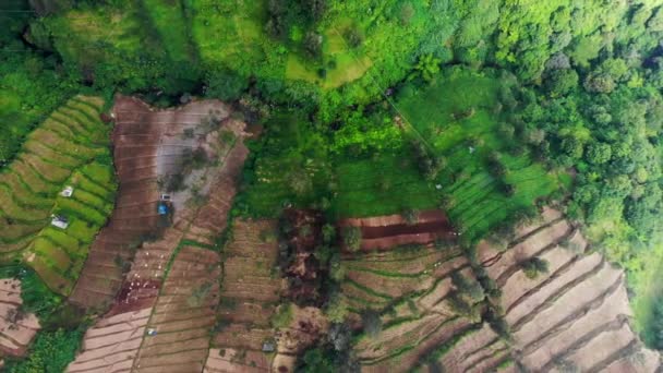 Stunning Aerial Footage Ascending Foggy Mountain Plantation — Vídeos de Stock