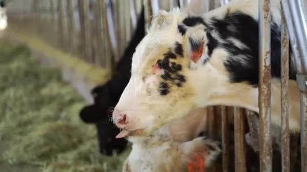 Herd Cows Eating Hay Feed Barriers Cowshed Dairy Farm — 图库视频影像