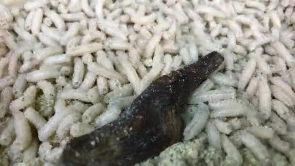 Small Piece Wood Moves Top Crawling Maggots Close — Stock video