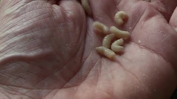 Crawling Maggots Fall Open Hand Close — Vídeo de stock