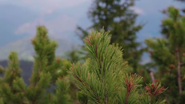 Close Dwarf Pine Tree Pinus Mugo High Altitude National Park — Video