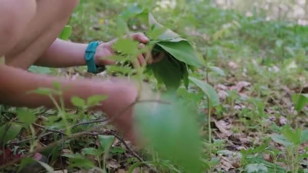 Woman Picking Leaves Healthy Wild Bears Garlic Plant Allium Ursinum — Vídeo de Stock
