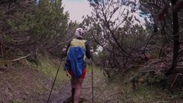 Tourist Girl Hiking Dwarf Pines High Altitude Forest Slovakia Follow — Vídeos de Stock