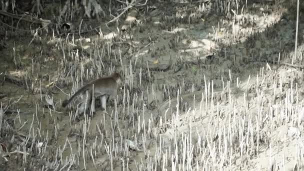 Small Monkey Macaque Searching Crabs Mud Dry Mangrove Jungles Malaysia — Video Stock