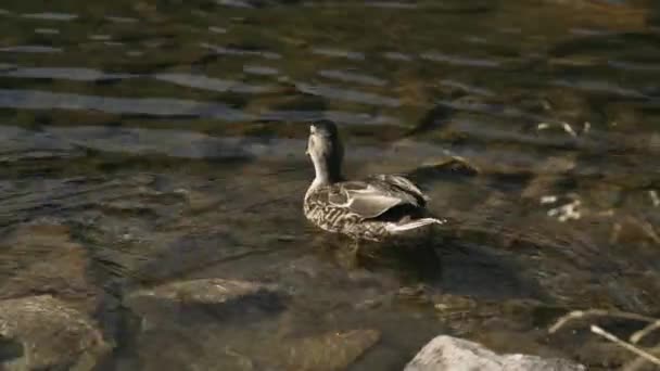 Close Shot Two Wild Ducks Bright Sun High Altitude Mountain — Wideo stockowe