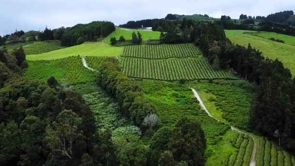 Aerial View Gorreana Tea Plantation Bushes Trees Sao Miguel Island — Vídeos de Stock