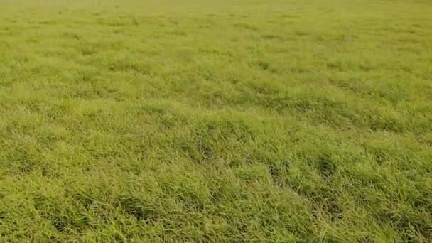 Drone Passing Slowly Green Crops — Vídeo de stock