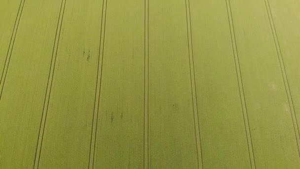 Удовлетворение Параллельных Линий Перспективными Зелеными Полями Оквера Дронов — стоковое видео