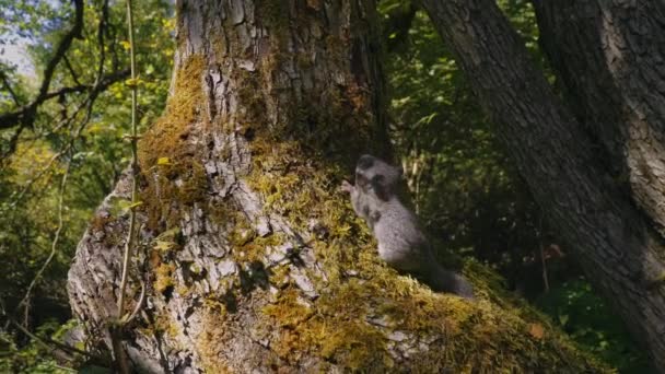 Returning Protected Animal Forest Dormouse Back Wildlife Tree European Forest — Vídeo de Stock