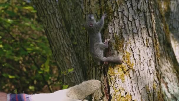 Δάσος Dormouse Προστατευόμενο Ζώο Επιστροφή Πίσω Στην Άγρια Ζωή Στο — Αρχείο Βίντεο
