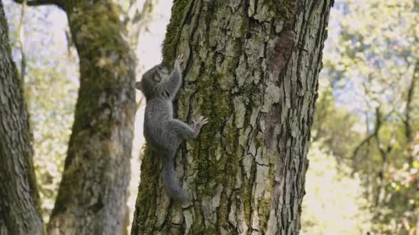 Tilt Shot Protected Animal Forest Dormouse Relaxing Tree European Forest — 图库视频影像