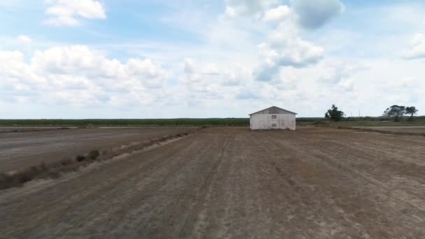 Aerial Shot Sugar Cane Crops Planting Fields — Video