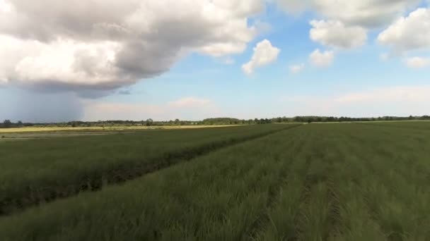 Воздушный Кадр Посевов Сахарного Тростника Посевных Полей — стоковое видео