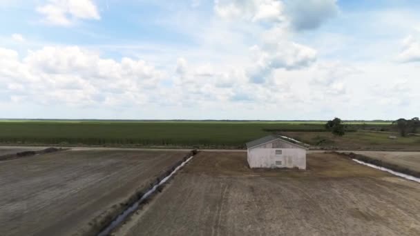 Aerial Shot Sugar Cane Crops Planting Fields — Stok video