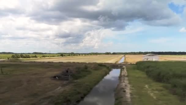 Aerial Shot Sugar Cane Crops Planting Fields — Vídeo de Stock